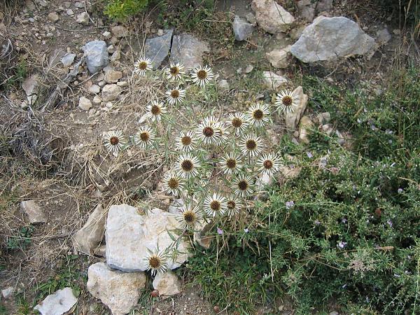 Name:  IMG_1598.jpg
Views: 4372
Size:  102.2 KB