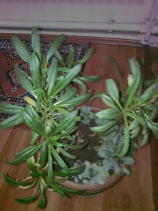 Name:  fotoraf0040.jpg
Views: 1083
Size:  37.3 KB