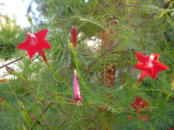 Name:  DSC01266.jpg
Views: 2030
Size:  54.3 KB