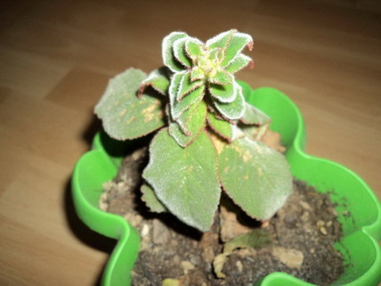 Name:  DSC00137.jpg
Views: 893
Size:  57.7 KB