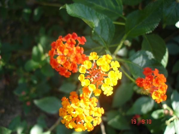 Name:  DSC01275.jpg
Views: 1649
Size:  34.0 KB
