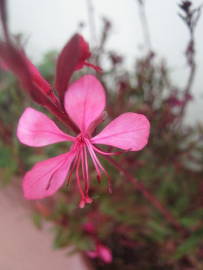Name:  nedir 1.JPG
Views: 5298
Size:  28.9 KB
