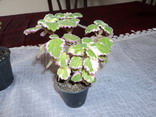 Name:  DSC00498.jpg
Views: 1545
Size:  29.5 KB