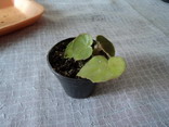 Name:  DSC00502.jpg
Views: 1463
Size:  26.9 KB