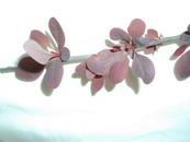 Name:  DSC00527.jpg
Views: 1475
Size:  24.2 KB