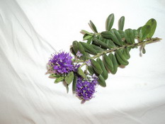 Name:  DSC00529.jpg
Views: 1492
Size:  31.2 KB