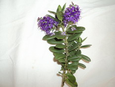 Name:  DSC00530.jpg
Views: 1437
Size:  31.0 KB