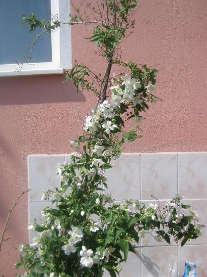 Name:  nedir 1.JPG
Views: 5841
Size:  63.3 KB