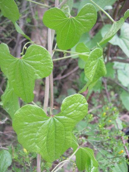 Name:  nedir 3.JPG
Views: 4627
Size:  47.8 KB