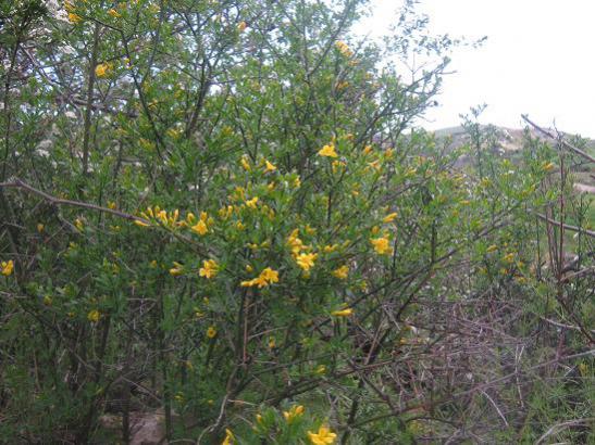 Name:  nedir1.jpg
Views: 4114
Size:  57.2 KB
