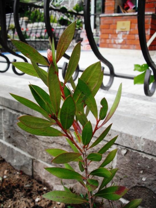 Name:  pembe tomurcuklu.jpg
Views: 3298
Size:  67.5 KB