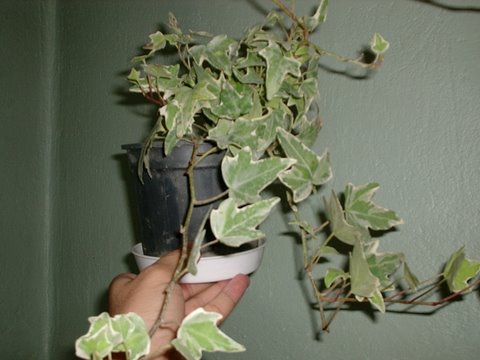 Name:  P1012256.JPG
Views: 1882
Size:  38.3 KB