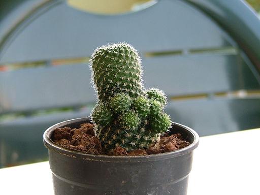 Name:  cacti1.JPG
Views: 5648
Size:  31.6 KB