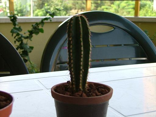 Name:  cacti3.JPG
Views: 5709
Size:  32.8 KB