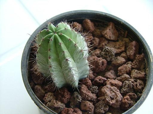 Name:  cacti2.JPG
Views: 5424
Size:  42.0 KB