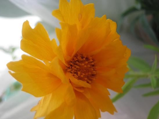 Name:  nedir---.JPG
Views: 5061
Size:  32.6 KB