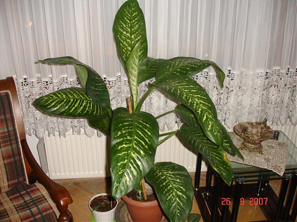 Name:  DSC01404.jpg
Views: 1338
Size:  57.1 KB