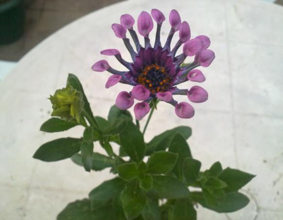 Name:  Sihirli Papatya 1.jpg
Views: 4996
Size:  26.7 KB