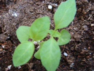 Name:  mays 28 040.JPG
Views: 2942
Size:  69.3 KB
