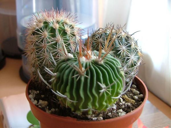 Name:  Stenocactus multicostatus.jpg
Views: 2496
Size:  45.3 KB