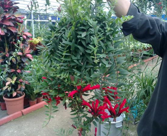 Name:  Kolumnia 1.jpg
Views: 4889
Size:  58.7 KB