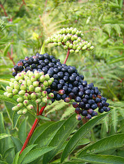Name:  1465738955_e2e68c2e5a_m.jpg
Views: 1500
Size:  34.3 KB