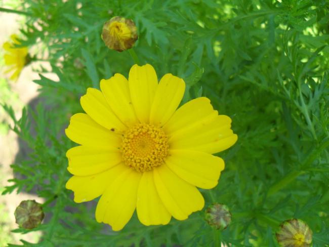 Name:  015.jpg
Views: 874
Size:  37.7 KB