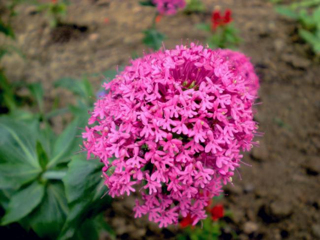 Name:  aa.DSCN9874_tn.jpg
Views: 13604
Size:  46.1 KB