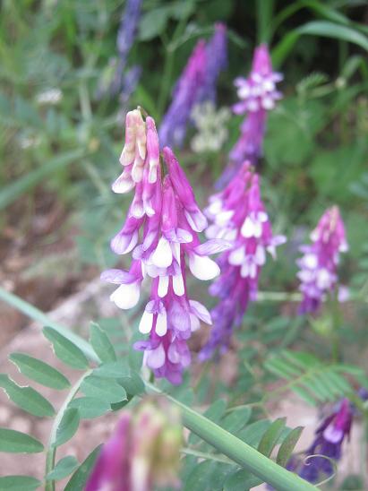 Name:  nedir.JPG
Views: 13275
Size:  41.3 KB