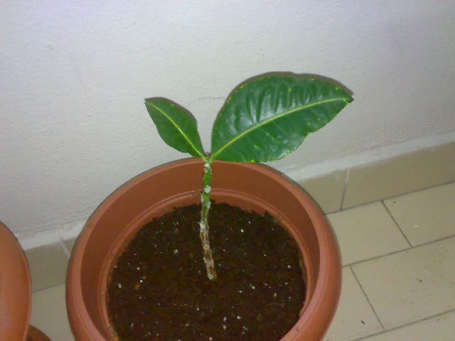 Name:  31052011194.jpg
Views: 925
Size:  46.7 KB