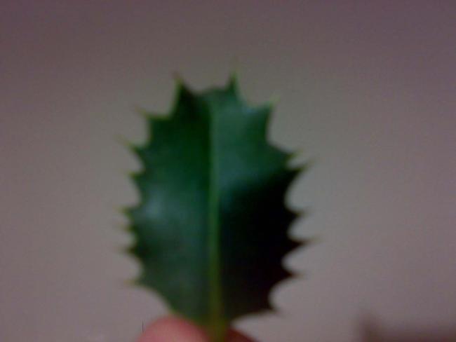 Name:  01062011199.jpg
Views: 735
Size:  12.6 KB