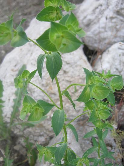 Name:  nedir2.JPG
Views: 2458
Size:  44.0 KB