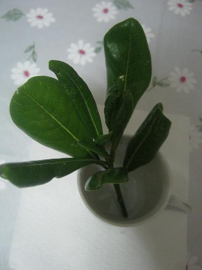 Name:  nedir.JPG
Views: 2571
Size:  26.0 KB