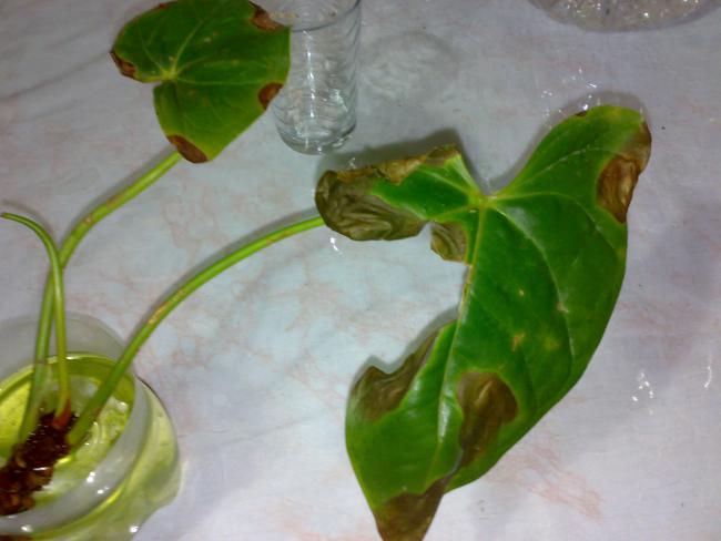 Name:  11062011214.jpg
Views: 1557
Size:  32.8 KB