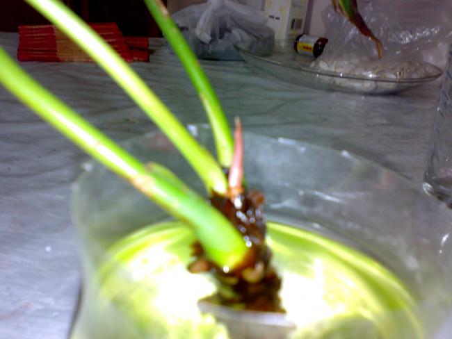 Name:  11062011216.jpg
Views: 1162
Size:  32.6 KB