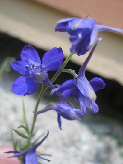Name:  nedir1.JPG
Views: 3075
Size:  31.7 KB