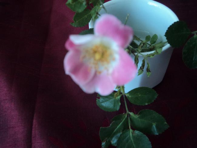 Name:  DSC00734.jpg
Views: 1499
Size:  25.3 KB