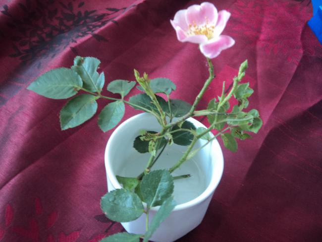 Name:  DSC00736.jpg
Views: 1451
Size:  37.9 KB