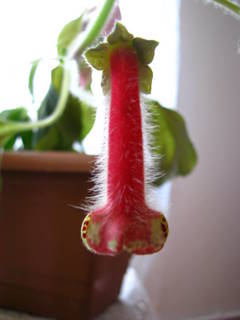 Name:  IMG_1925.JPG
Views: 4299
Size:  18.8 KB