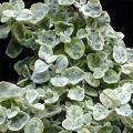 Name:  kagit_cicegi_helichrysum.jpg
Views: 2311
Size:  5.4 KB