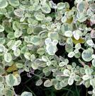 Name:  helichrysum1.jpg
Views: 2314
Size:  7.1 KB