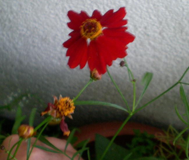 Name:  SANY0237.jpg
Views: 3983
Size:  34.2 KB