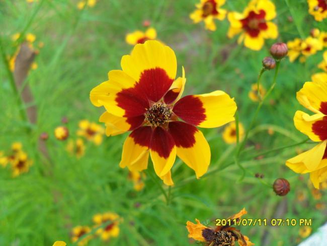 Name:  013.jpg
Views: 2641
Size:  39.7 KB
