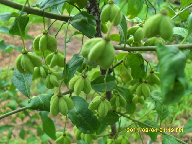 Name:  040.jpg
Views: 1831
Size:  51.7 KB