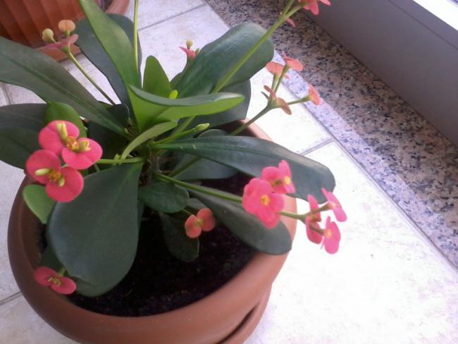 Name:  Fotoraf0035E001.jpg
Views: 2291
Size:  39.6 KB