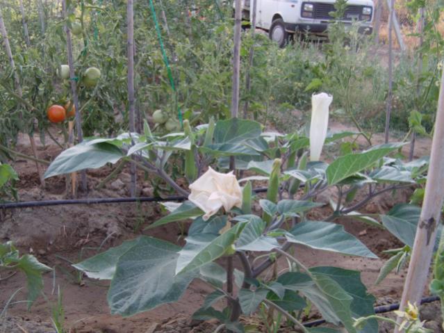 Name:  IMAG0040 [640x480].jpg
Views: 1296
Size:  57.6 KB