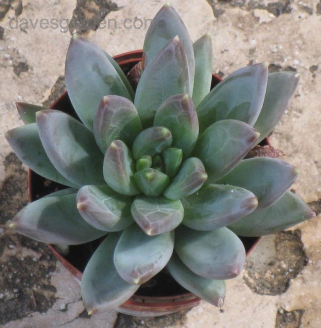 Name:  Pachyveria.jpg
Views: 1989
Size:  54.7 KB