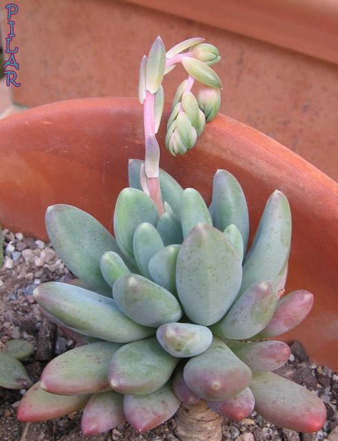 Name:  Sedeveria hummel3.jpg
Views: 1716
Size:  40.3 KB