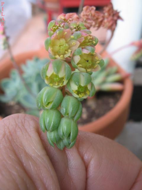 Name:  Sedeveria hummel2.jpg
Views: 1609
Size:  30.0 KB