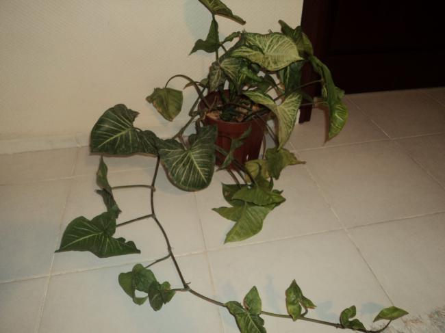 Name:  DSC01375.jpg
Views: 1759
Size:  29.5 KB